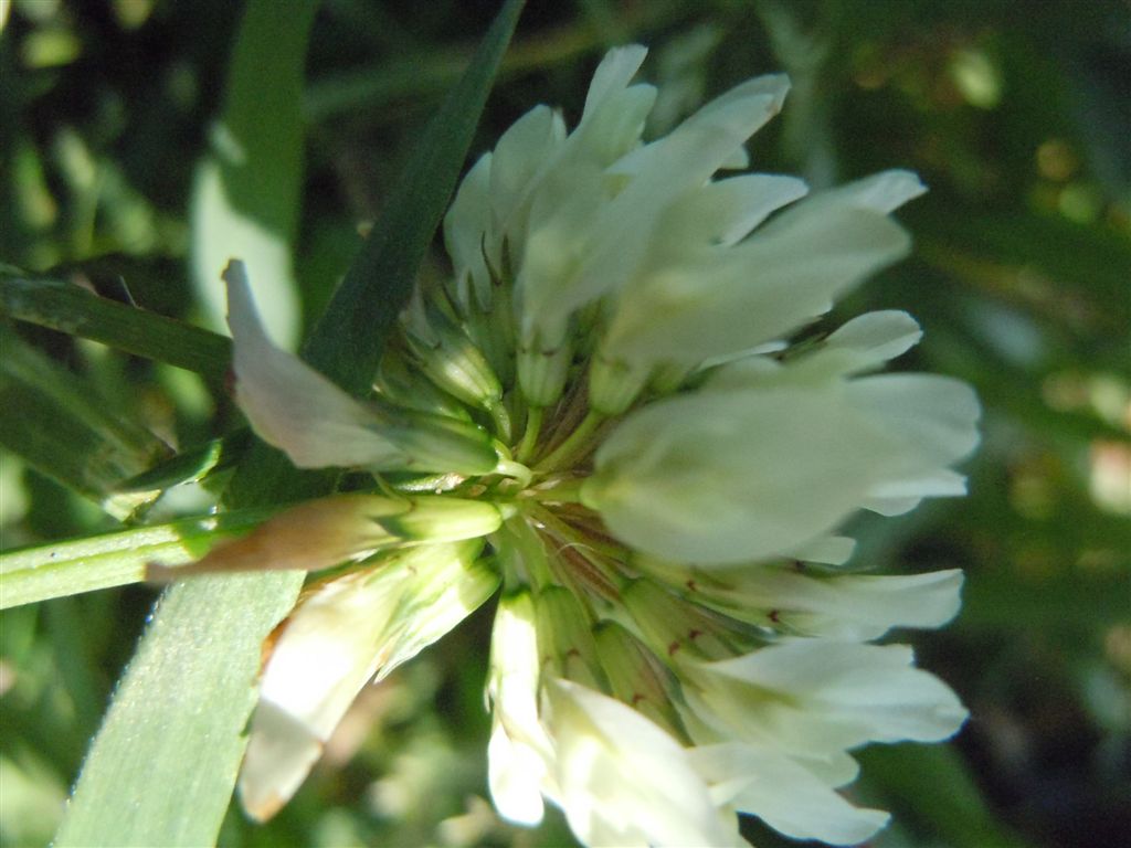 Trifolium repens?